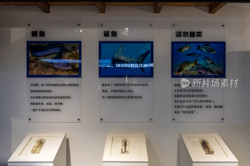 福州鱼丸文化展馆