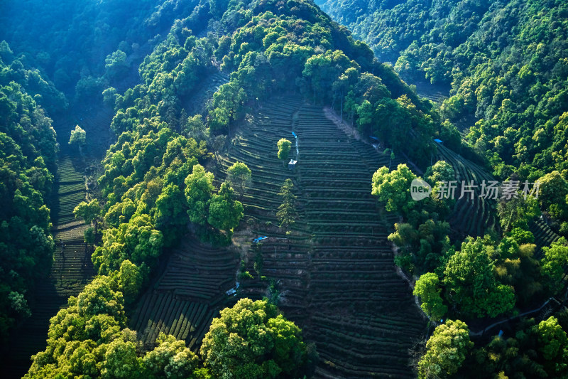 杭州九溪烟树