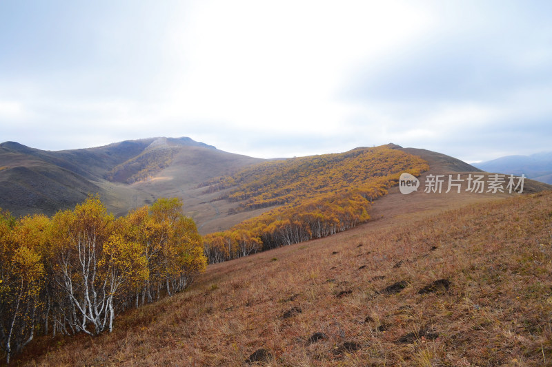 秋天坝上草原牧场白桦林自然风光