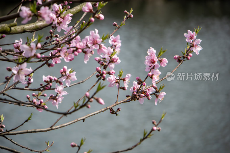 春天湖边湖面上绽放的粉红色桃花