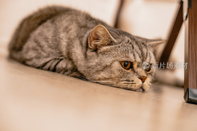 房间里可爱的宠物猫咪