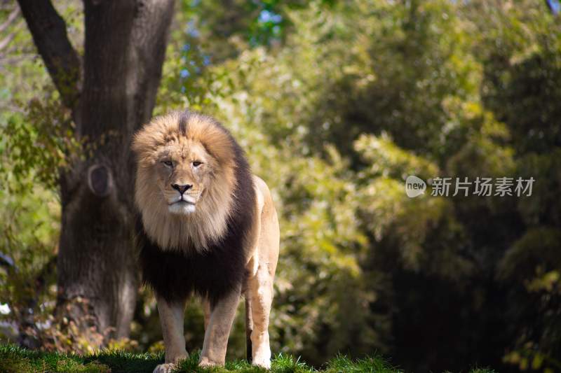森林之王狮子雄狮