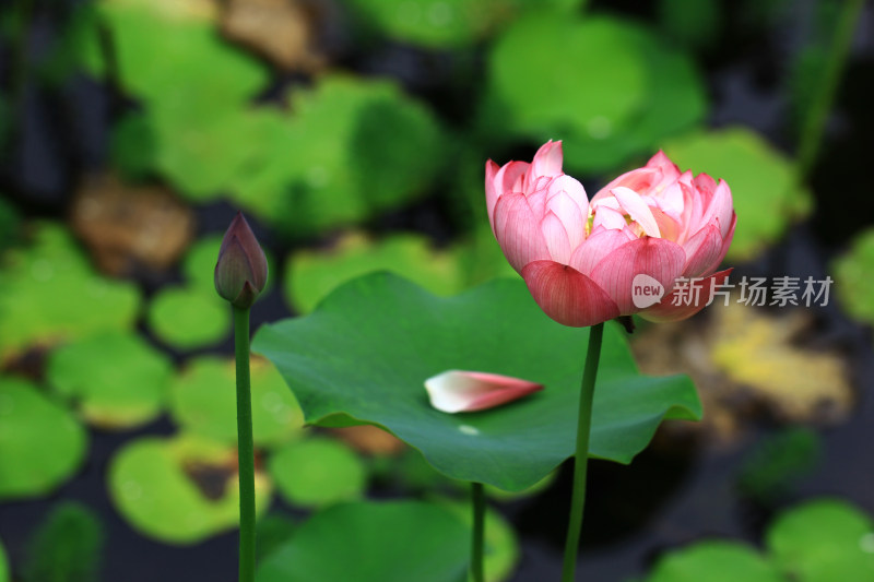 夏日池塘中的荷花