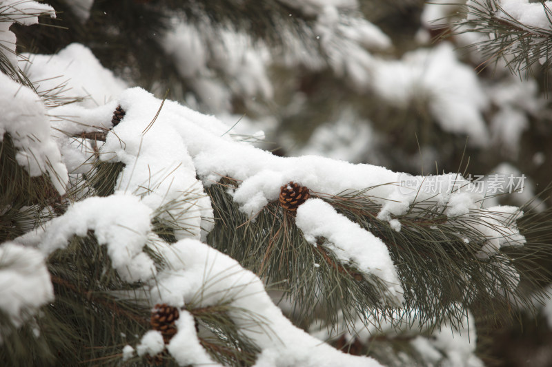 雪天下雪户外树枝积雪景色