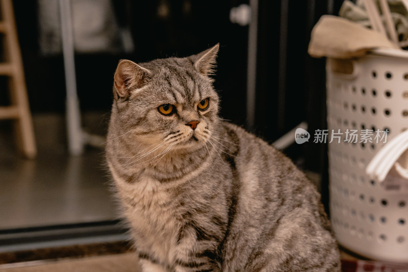 房间里可爱的宠物猫咪