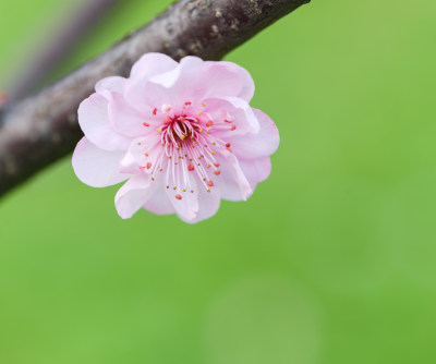 特写粉红色的梅花