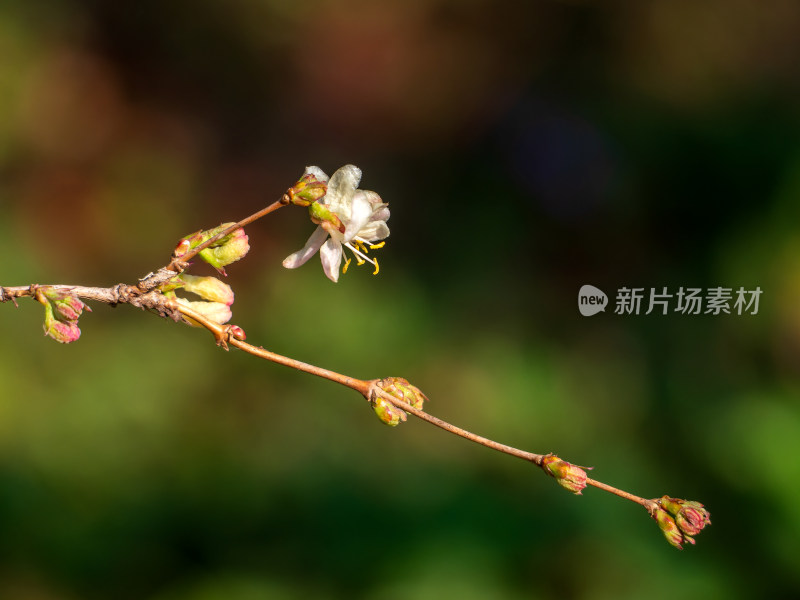 开放的郁香忍冬