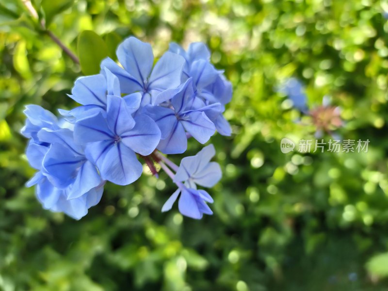 蓝紫色花朵特写