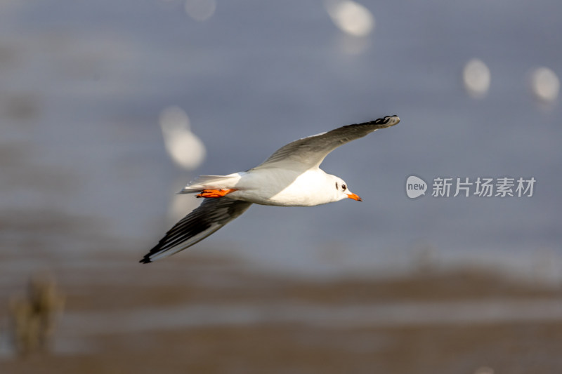 海鸥、红嘴鸥