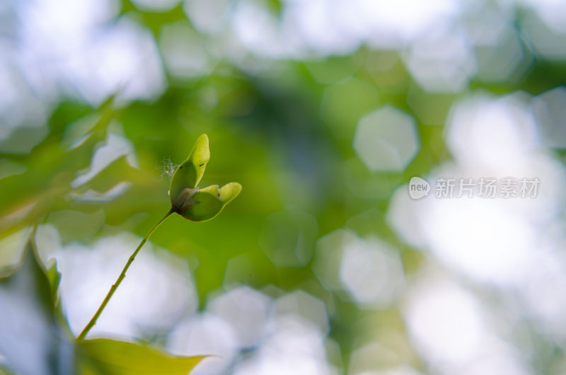 微距特写植物嫩芽