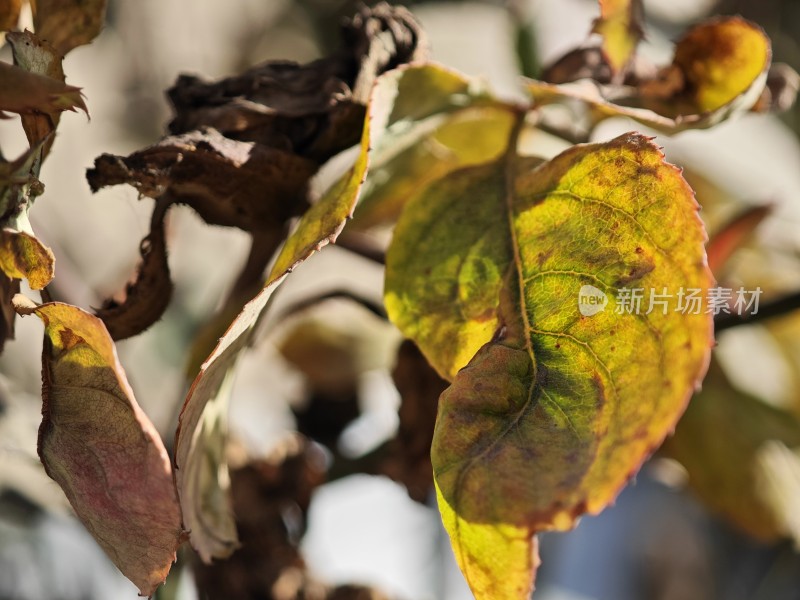 带刺植物上带有枯黄斑点的叶片