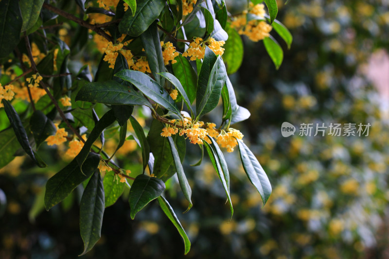 金桂花枝背景素材