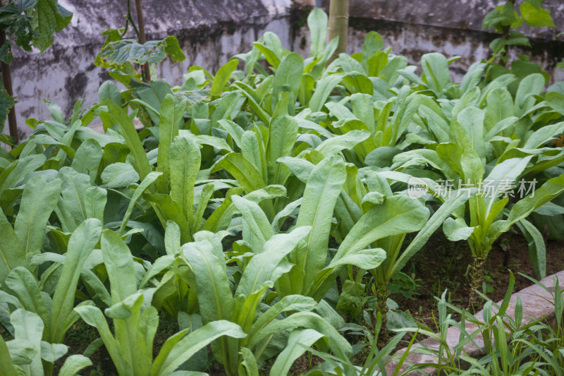 菜地里茂密生长的新鲜蔬菜