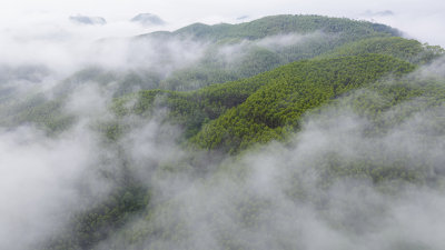 航拍绿色山林云海