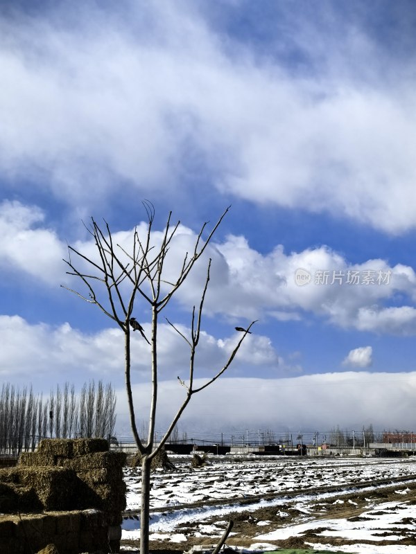 雪后田野中一棵枯树的景象