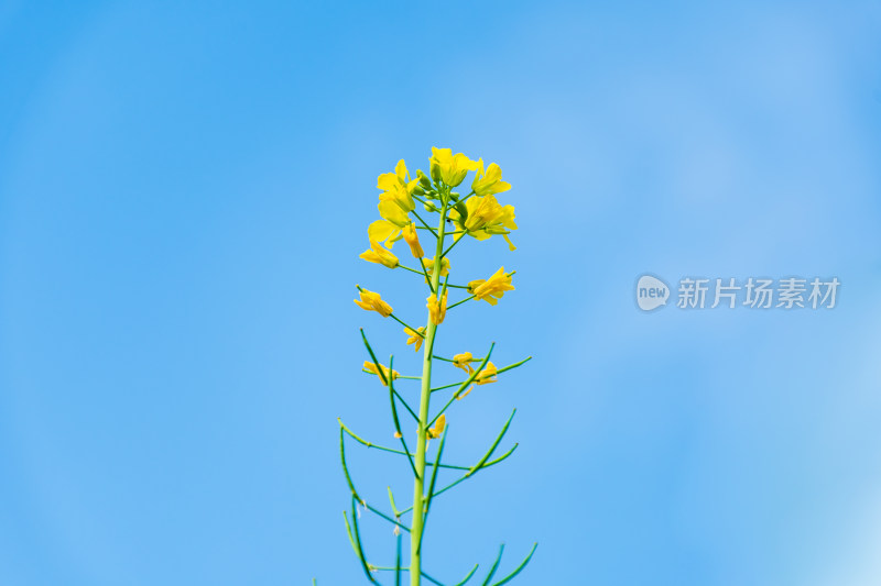 福州花海公园蓝天背景下的黄色油菜花