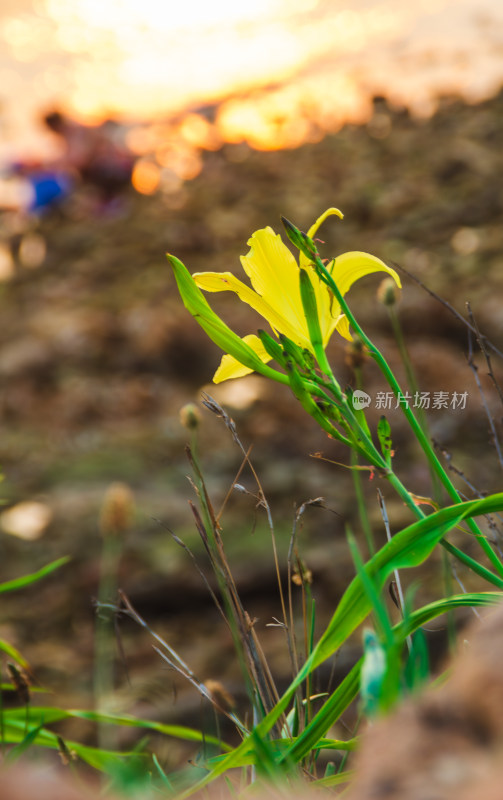 青岛太平角海滩边一朵黄花菜