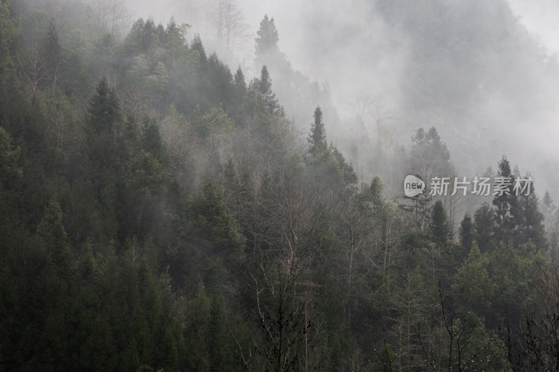 雾气弥漫的茂密森林