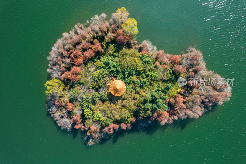 深圳大山陂水库水杉林秋色