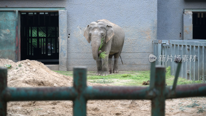 动物园亚洲象围栏