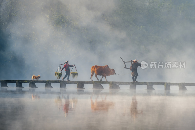 丽水 缙云仙都 鼎峰湖 风景 牵牛 云雾