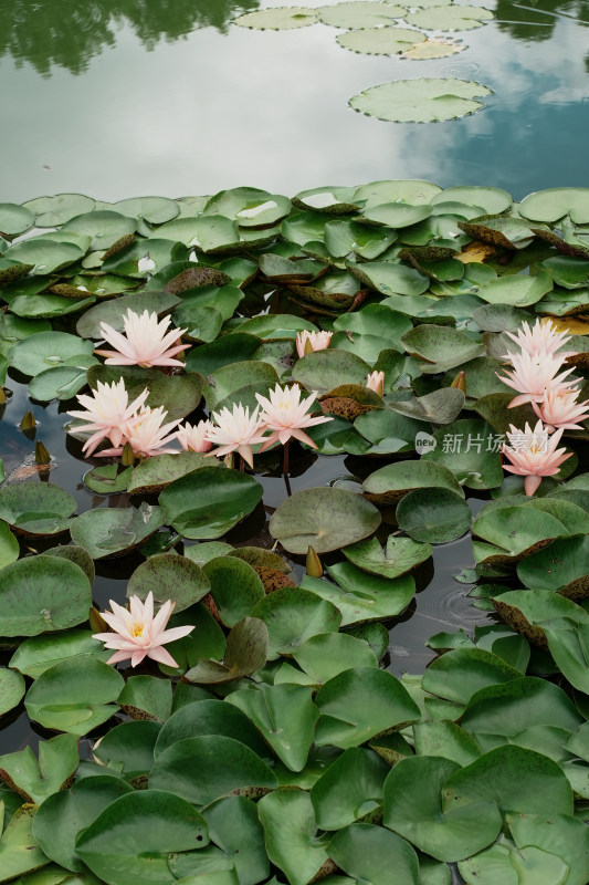 北京国家植物园睡莲