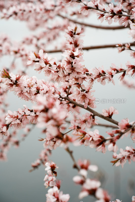 颐和园桃花堤桃花桃树