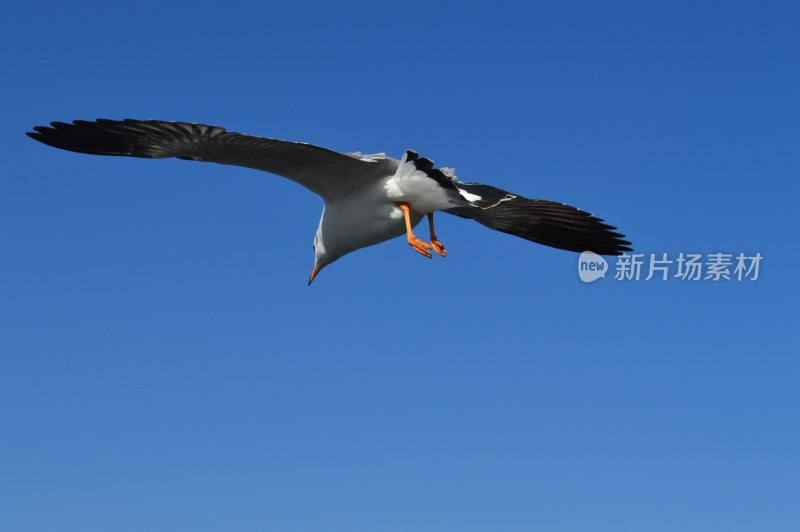 蓝天中展翅飞翔的海鸥