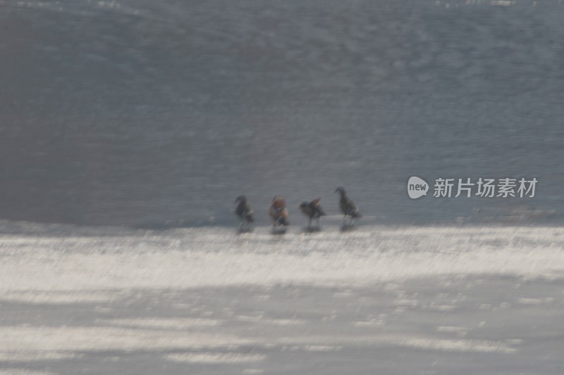 山东威海里口山姜家疃水库野鸭鸳鸯