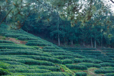 茶叶茶树大红袍茶山茶园