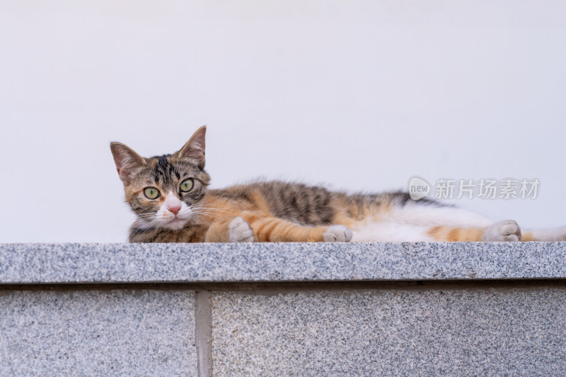 趴在石台上的三花猫