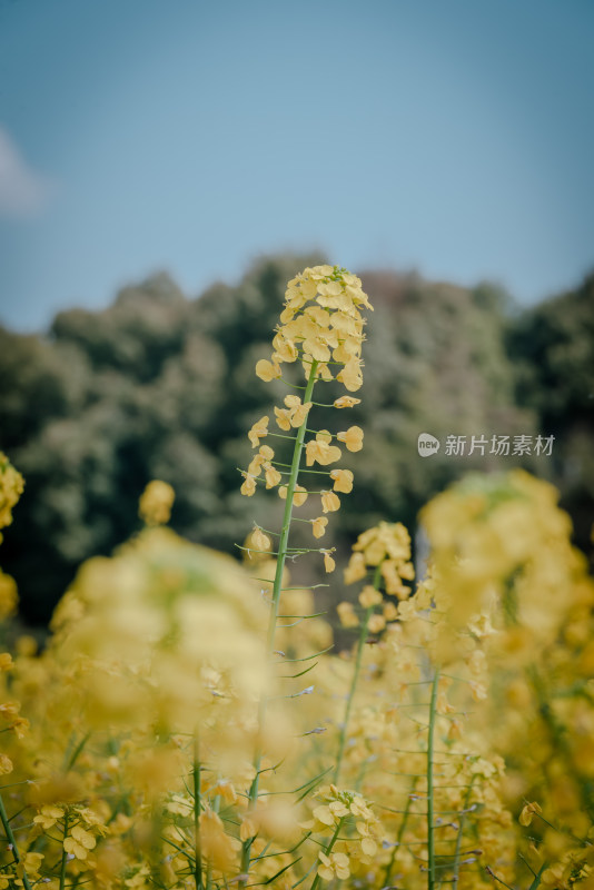 田野中的黄色油菜花