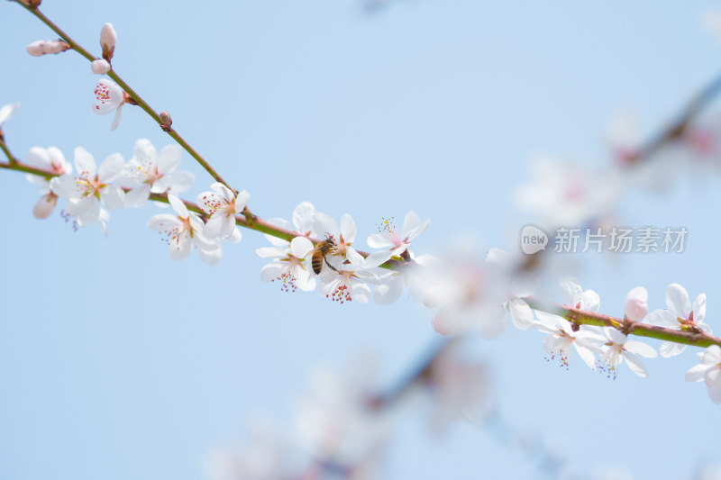 春天盛开的粉色山桃花特写