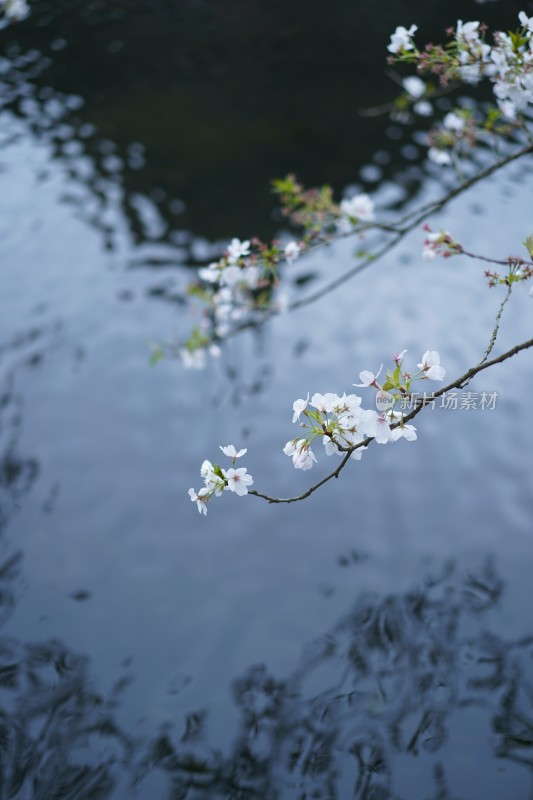 杭州西湖曲院风荷樱花盛开