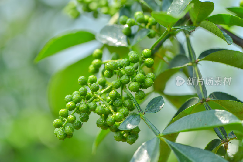 青花椒种植基地