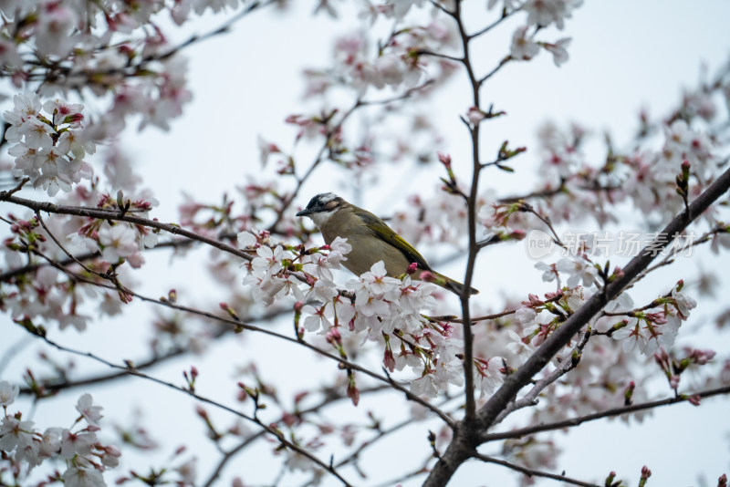 春天樱花树上的小鸟