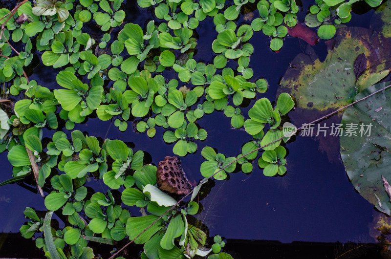 池塘中生长的大薸和漂浮的莲蓬