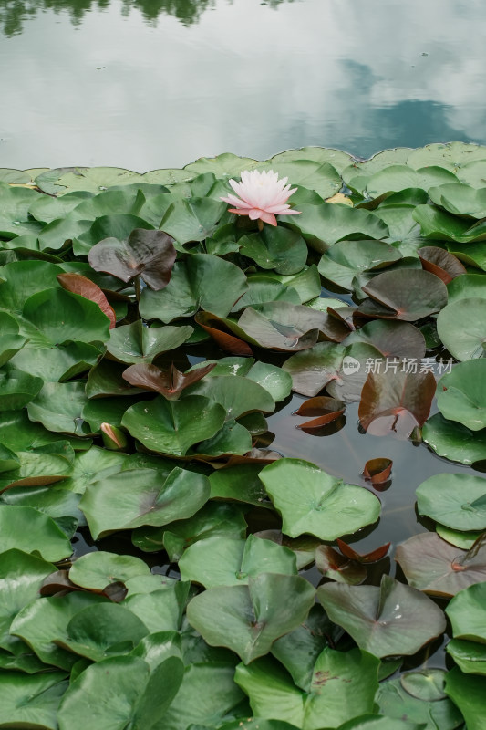 北京国家植物园睡莲