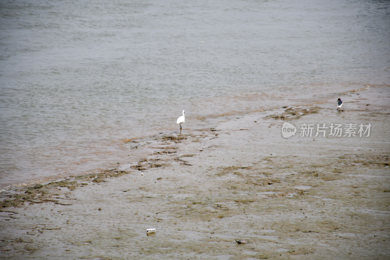 岸边的白鹭与小鸟