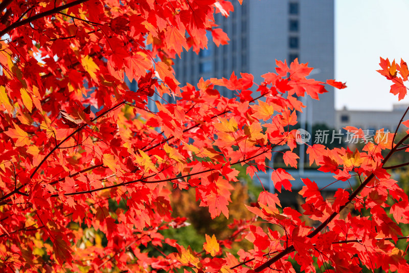 秋天武汉文华学院的红枫叶在日照下闪闪发光