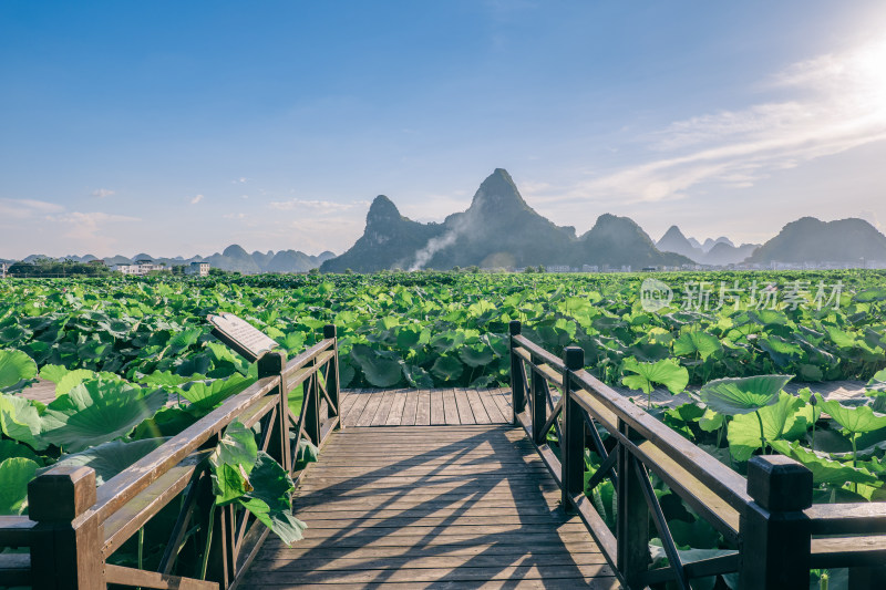 广西柳州柳江区百朋荷苑景区