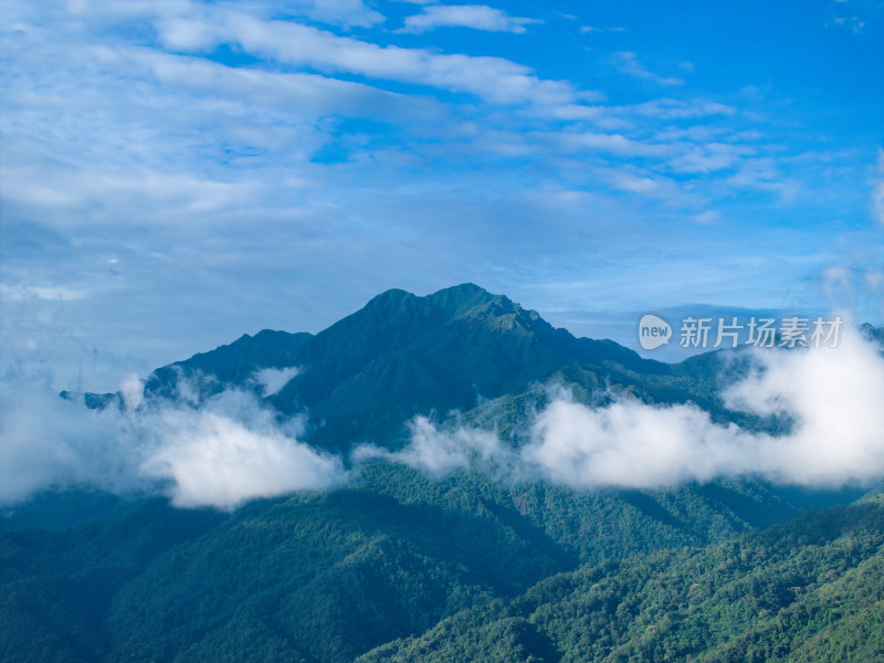 高山云雾