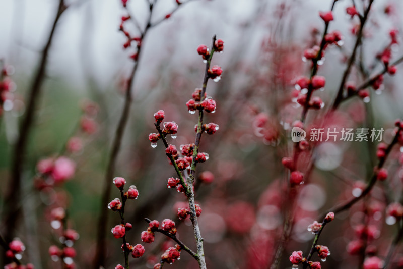 微距视角下的西溪湿地雨中盛开的梅花