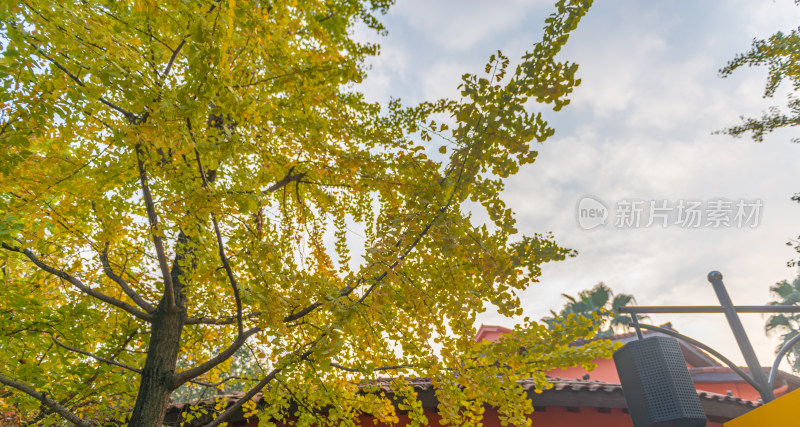 秋天的银杏树叶子