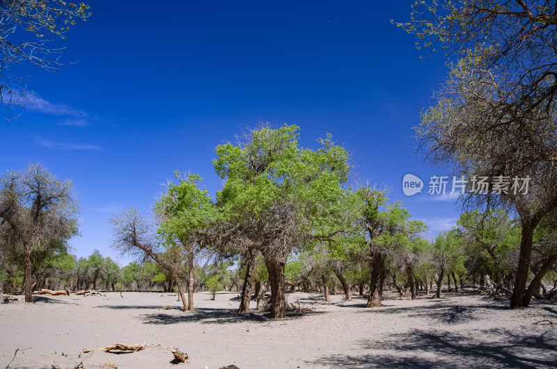 内蒙古阿拉善额济纳旗胡杨林风景区沙漠树林