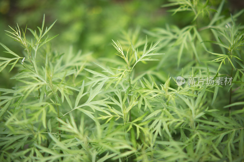 野生小叶艾草