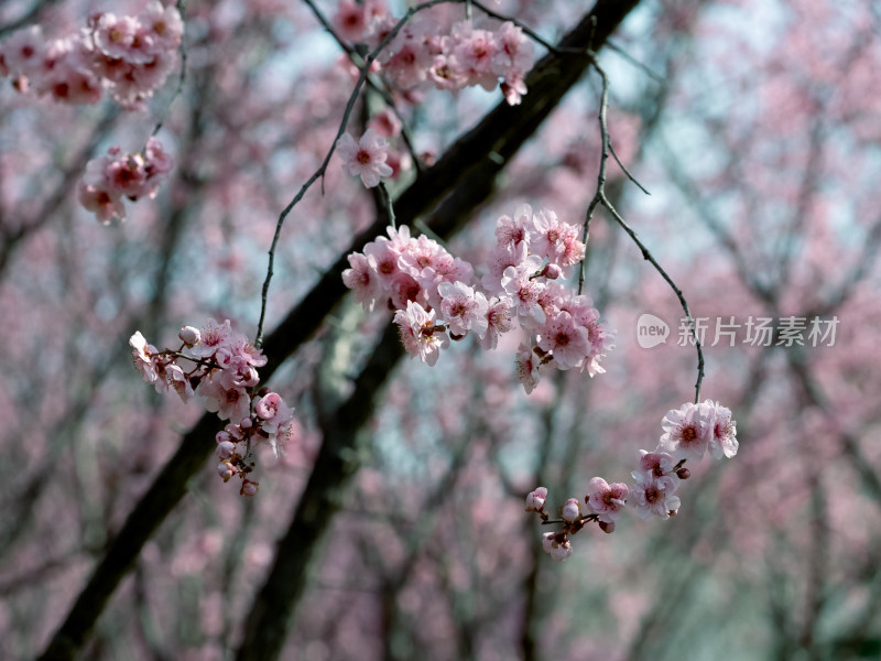 春暖花开粉红色梅花开放自然风景特写