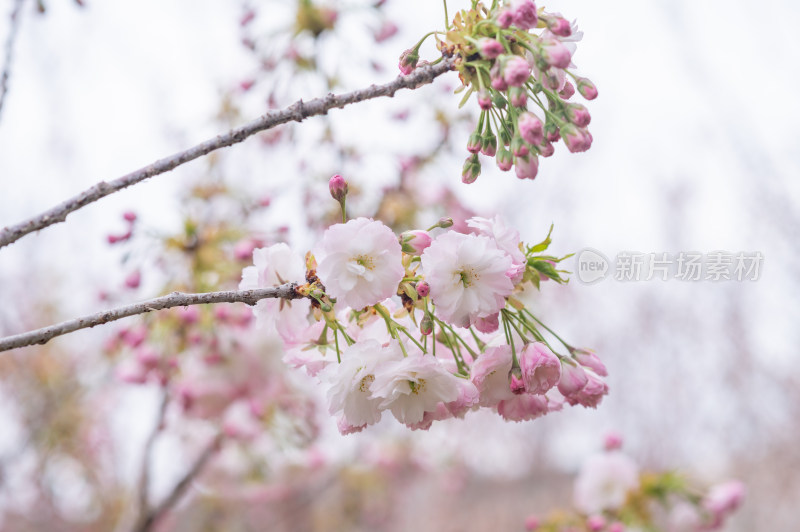 枝头盛开的樱花特写