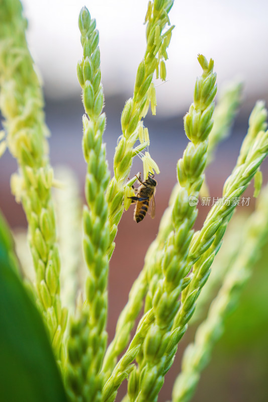 春天玉米雄穗开花期蜜蜂正在授粉特写