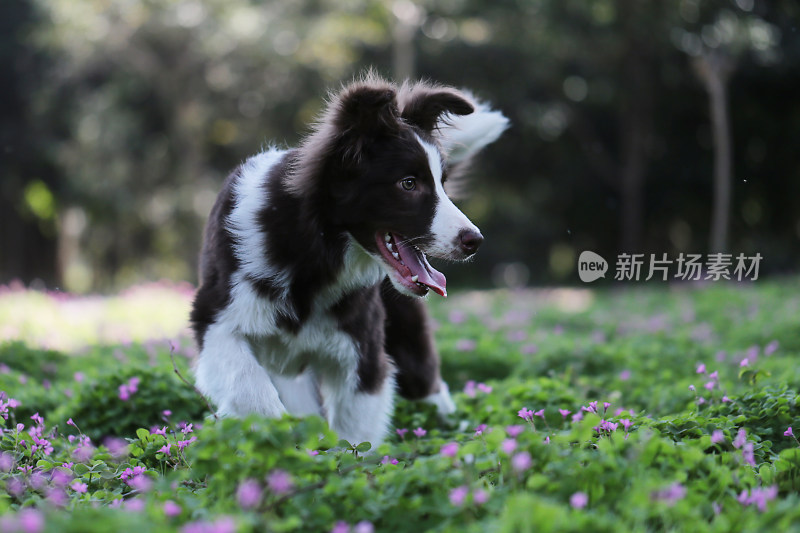 边境牧羊犬